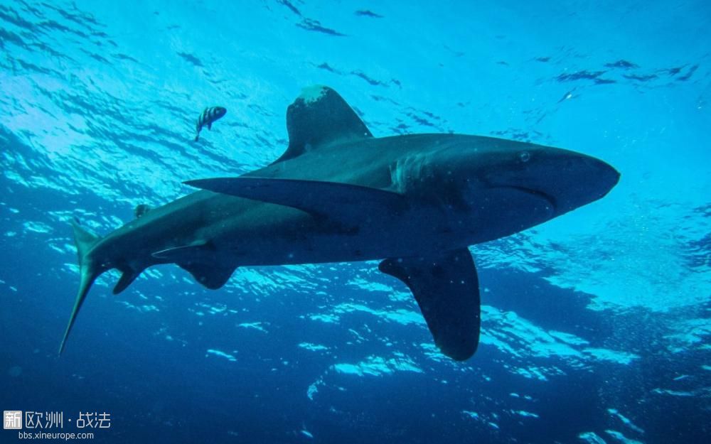 法属留尼旺岛 : 一名冲浪男子被鲨鱼咬死