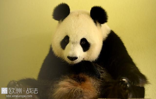 法国动物园的熊猫“欢欢”首次怀孕！