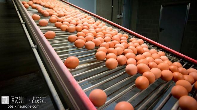 法国卫生署：毒鸡蛋对健康威胁非常低