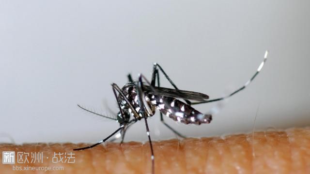 “毒蚊”来袭！叮咬致病毒性疾病重返法国