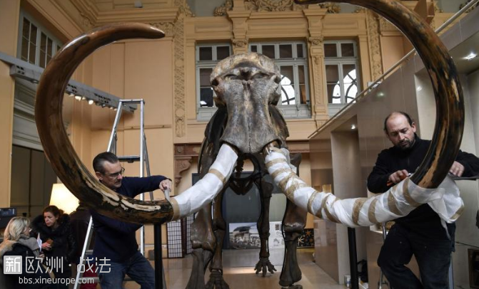 法国将拍卖冰河时期猛犸象骨架，距今1万5千年